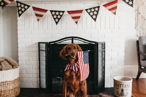 How to have a Pet-friendly 4th of July celebration